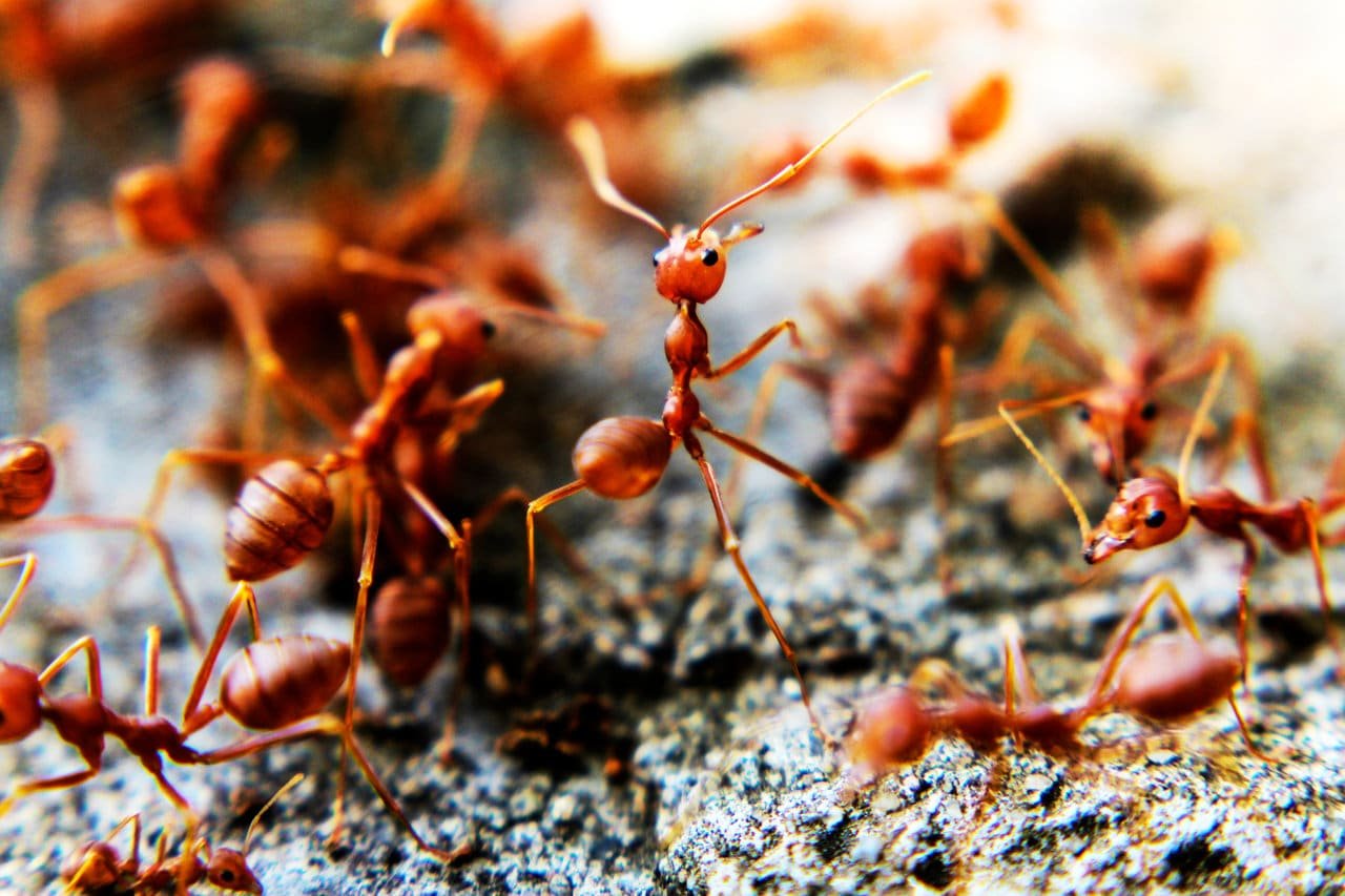 ant control