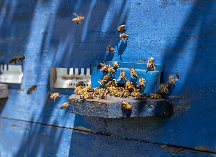 Bee Control