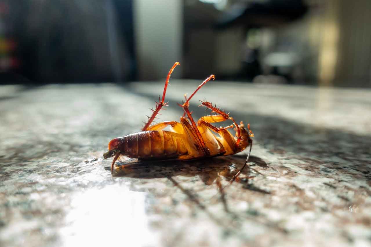 cockroach control
