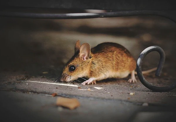 Rodent control