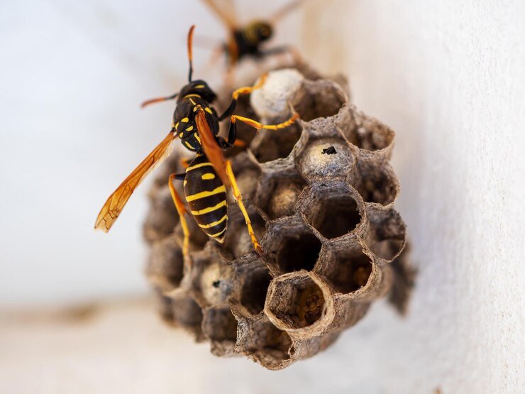 wasps control