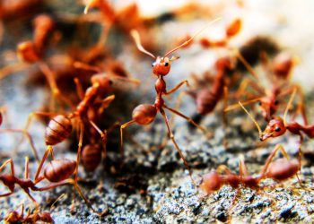 ant control